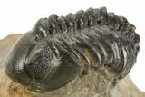 Detailed Reedops Trilobite - Atchana, Morocco #323595-2